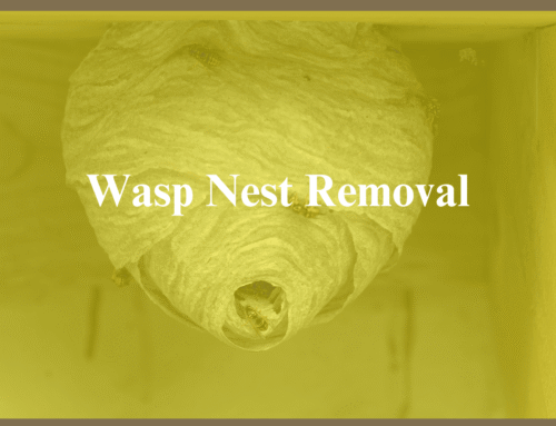 Wasp Nest Removal