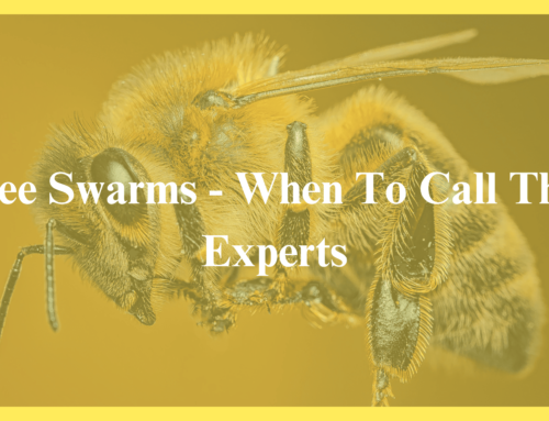 Bees swarms – When to Call The Experts