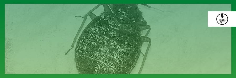 bed bugs how to get rid of them