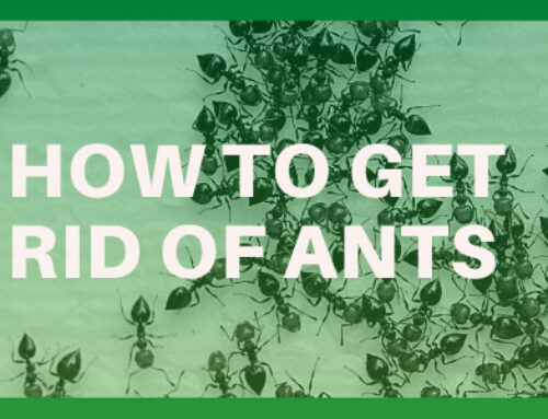 How to Remove Ants