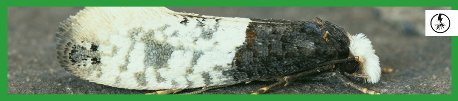 Carpet Moths (Trichophaga Tapetzella)