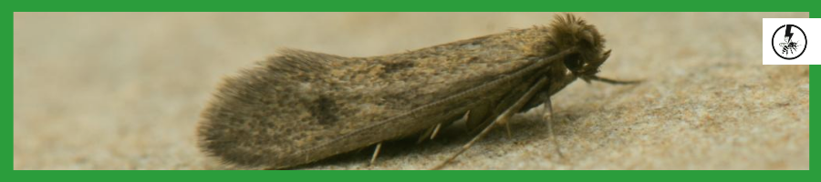 Case Bearing Clothes Moth (Tinea Pellionella)