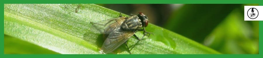 Cluster Flies (Pollena Rudis)