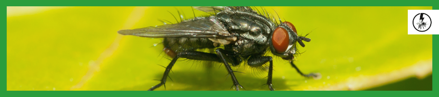 Common House Flies (Musca Domestica)