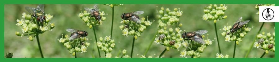 Cluster flies