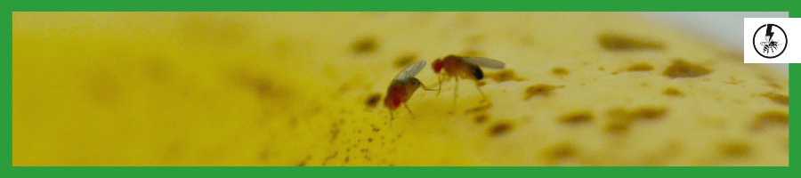 Fruit Flies (Drosophila Melanogaster)