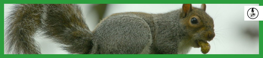 Grey Squirrels (Sciurus carolinensis)