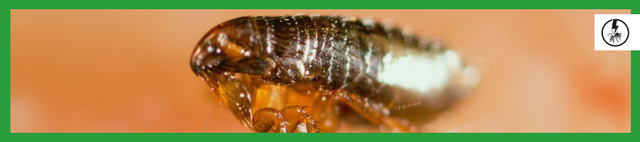 Human flea (Pulex irritans)