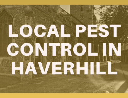Local Pest Control in Haverhill