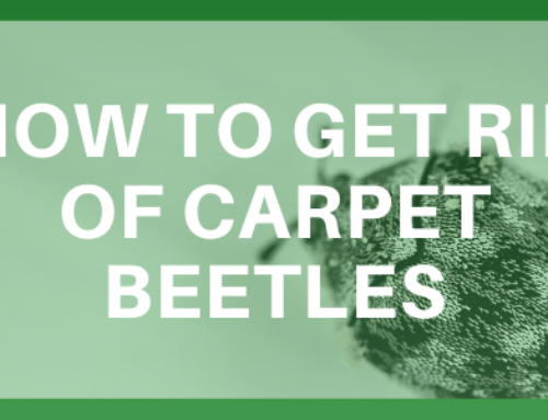 How to get rid of carpet beetles