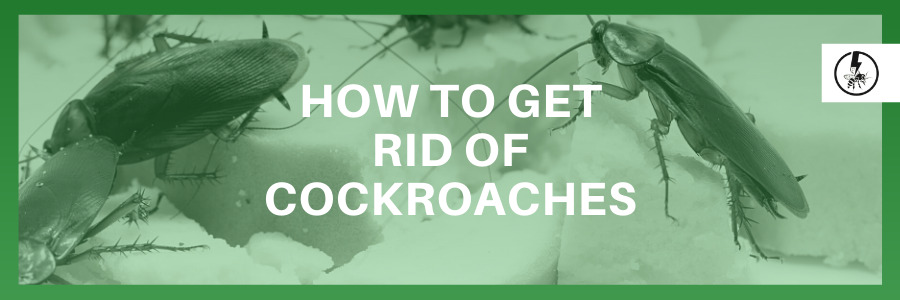 How to get rid of Cockroaches