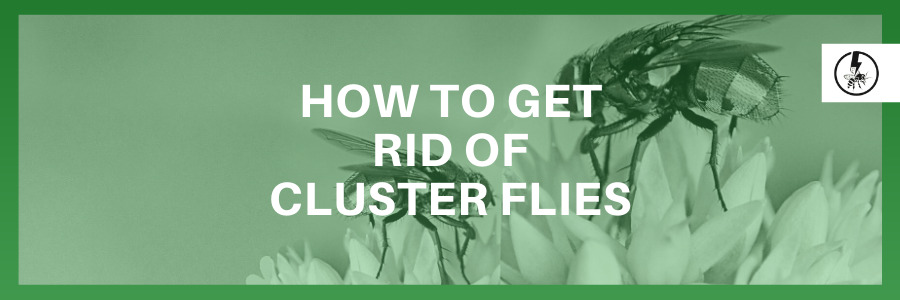 How to get rid of Cluster Flies