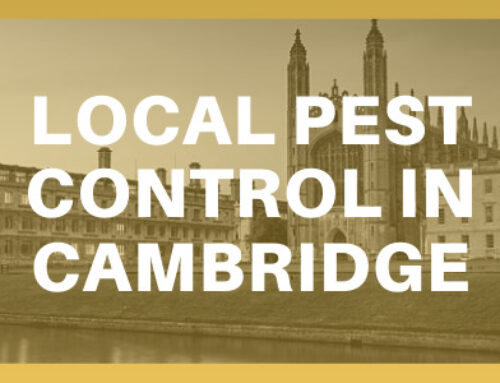 Local Pest control in Cambridge