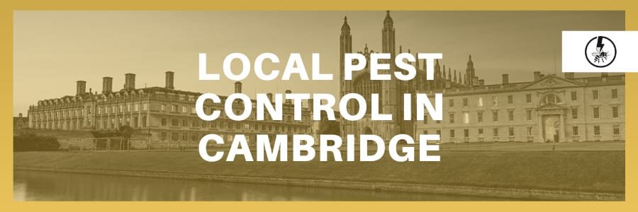 Pest control Cambridge