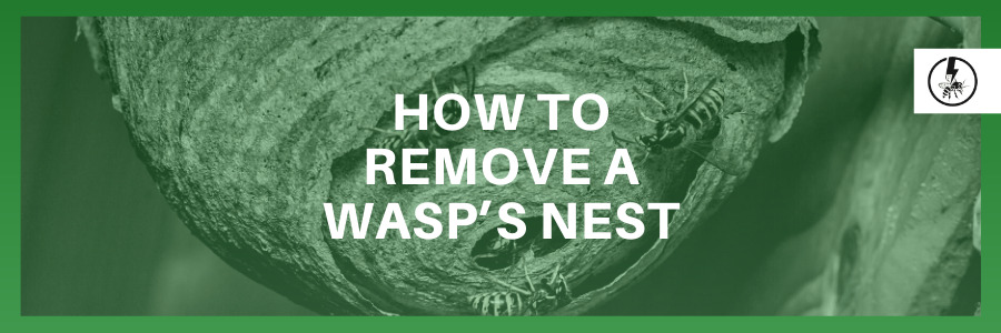 How to Remove a Wasp’s Nest