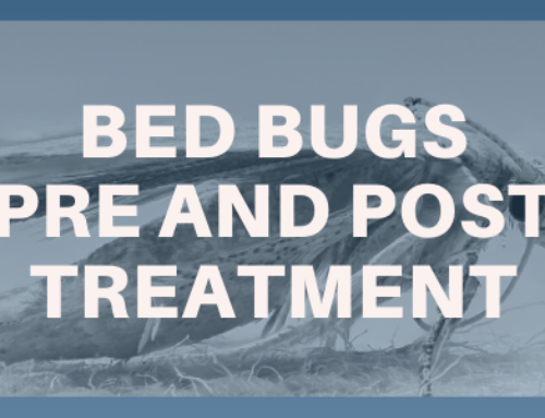 Bed Bug Pre and Post treatment