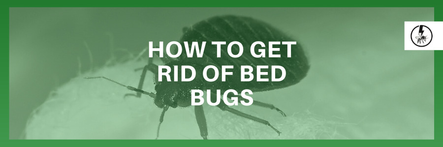 How to get rid of Bed Bugs