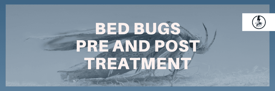 Bed Bugs