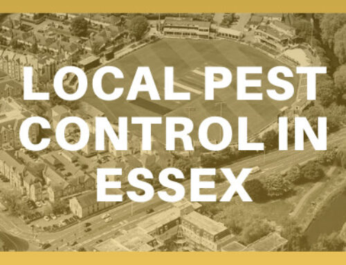 Local Pest control in Essex