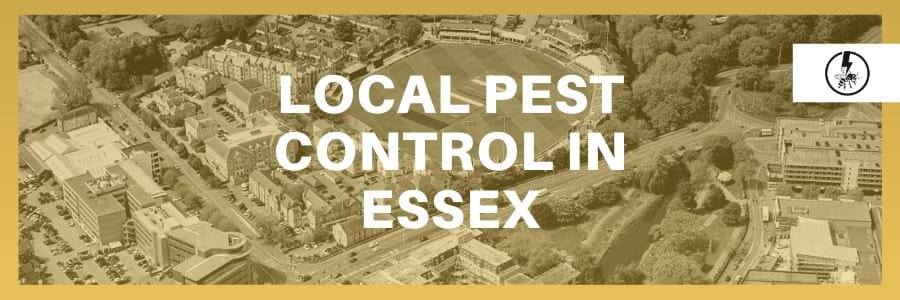 Local Pest control in Essex