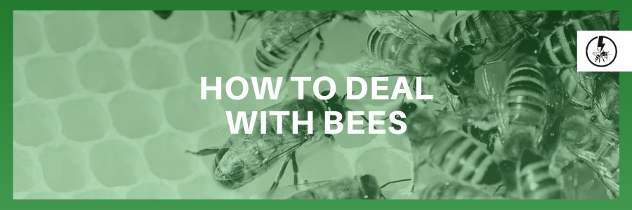 How to deal with Bees