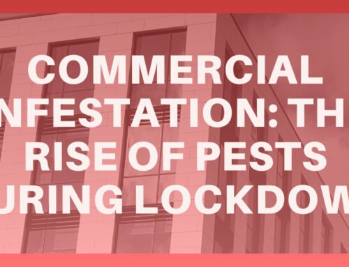 Commercial Infestation: The Rise of Pests During Lockdown