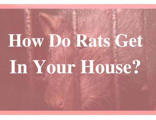 How Do Rats Get In Your House?