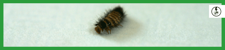 carpet beetle