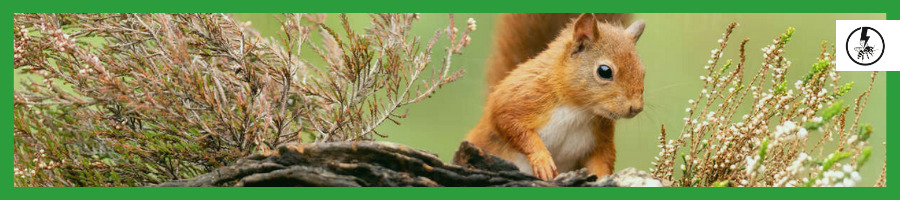 Red Squirrels (Sciurus vulgaris)