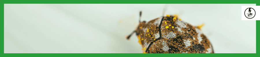 Carpet Beetle Pest Control  Essex & Suffolk Pest Solutions