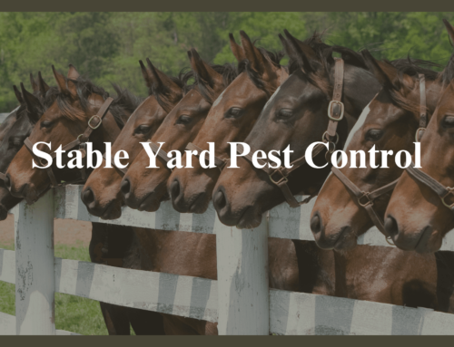 Protect Your Stable Yard With Effective Pest Control