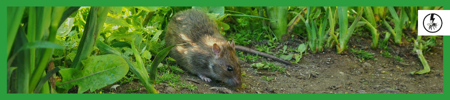 The Brown Rat (Rattus Norvegicus)