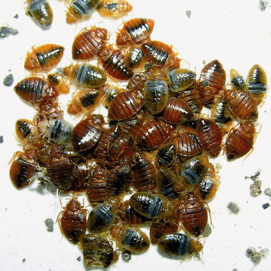 Bed Bug Pest Control