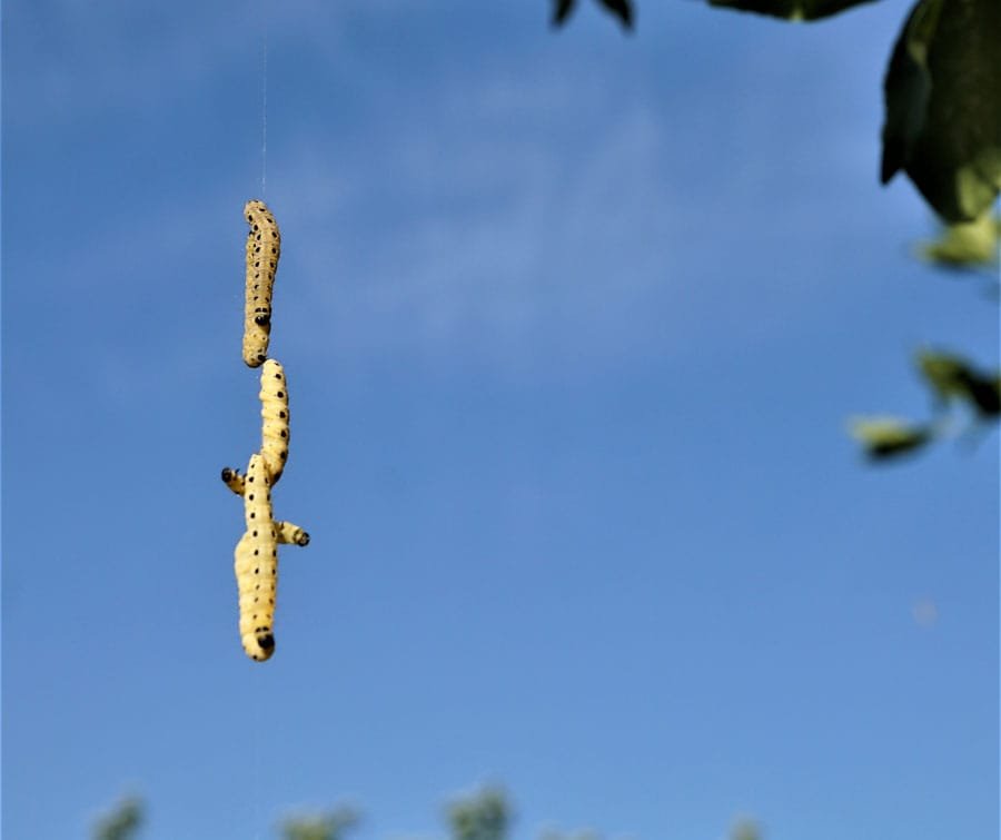 Carpet Moth Treatment