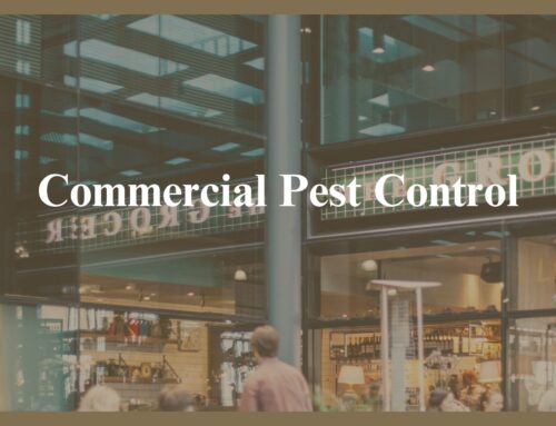 The Ultimate Solution for Commercial Pest Control in Haverhill