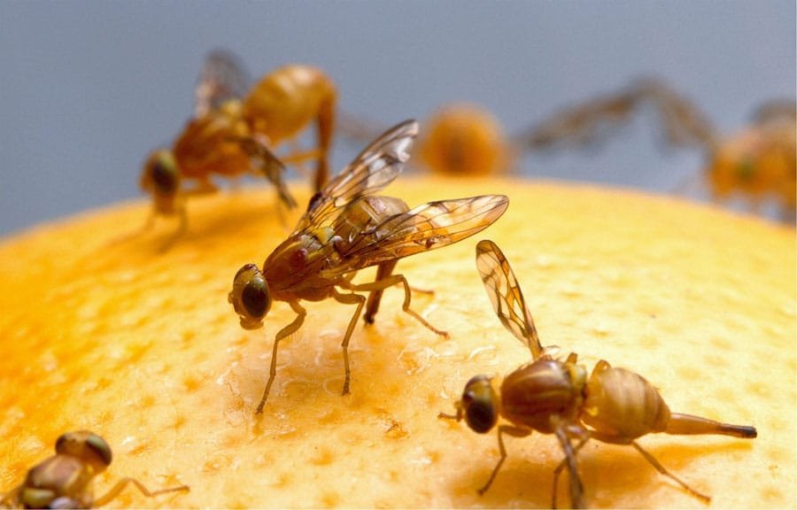 Fly Pest Control Fly Pest Control