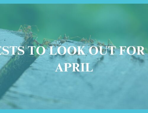 PESTS TO WATCH OUT FOR IN APRIL