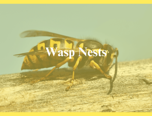 Wasp Nests