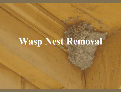 Wasp Nest Removal