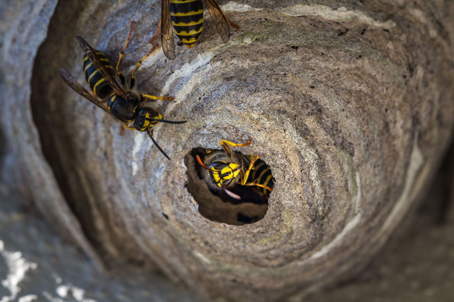 Wasp Pest Control